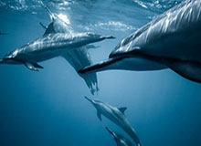 开云-中国人寿：助力第31届CBA全明星周末 护航篮球运动高质量发展